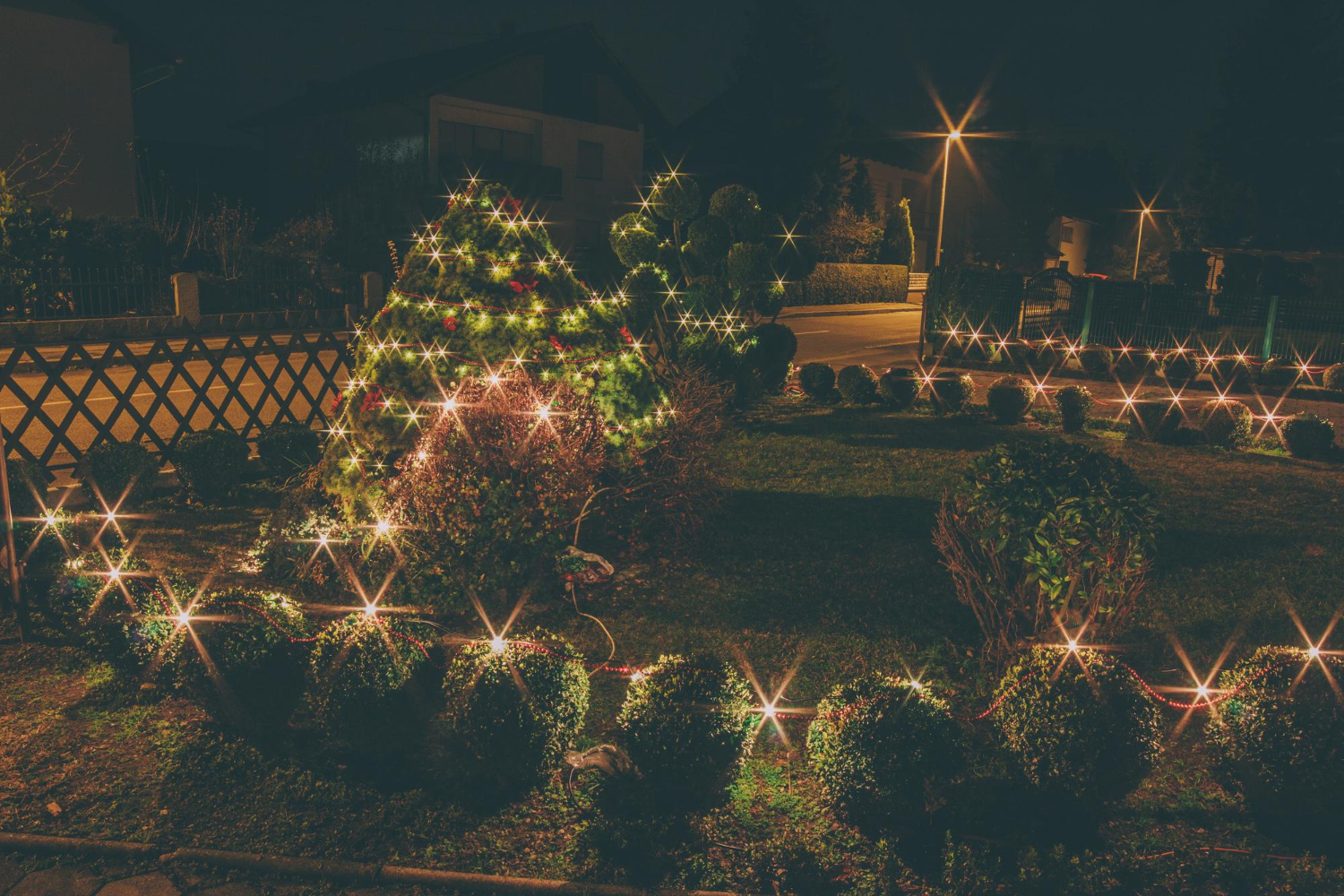 Christmas lights on trees and shrubs